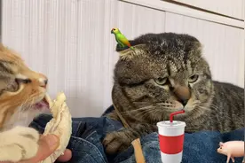 奉劝大家别养这种猫？虎斑折耳猫真不听话主人举着鸡胸肉喂都不吃视频封面
