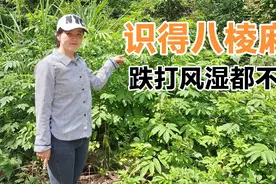 “打的地上爬，就怕八棱麻”，到底是啥神奇植物？你认识吗？视频封面