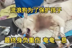 流浪狗为了保护孩子，感动了村民为他救助视频封面