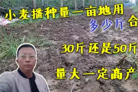 小麦播种量一亩地用多少斤更合适？30斤还是50斤？量大一定高产吗视频封面