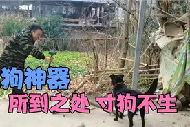 花200块就能让野狗全部消失，这方法真的是绝了，有这么神奇吗？视频封面