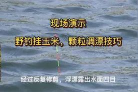 野钓挂玉米，颗粒怎样调钓呢？无钩调漂成为最明智选择！视频封面