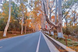 一镜到底最美梧桐大道——南京陵园路视频封面