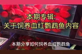 本期分享如何饲养血红鹦鹉鱼？包括水质、投喂饲料、饲养环境等视频封面