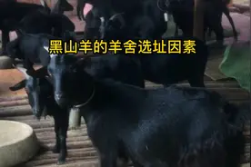 影响黑山羊羊舍选址的因素有哪些？羊舍如何选址视频封面