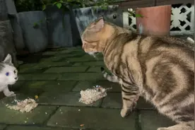 流浪猫一碰面就要打架，和头饭也不吃就要争地盘，我太难了视频封面