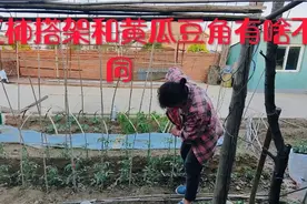 西红柿搭架和黄瓜豆角有啥不同，西红柿从上到下结的多，吃到下霜视频封面