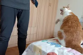 打起来了嘿！人猫大战，猫咪大获全胜视频封面