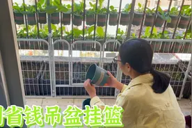 在北阳台种健康无害的有机菜，用省钱办法自制吊盆挂篮。视频封面