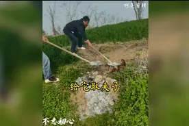 给小狗取夹子，拯救小狗狗！视频封面