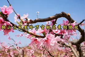 济南南部山区仲宫街道凤凰岭万亩桃花竞相绽放视频封面