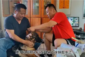 德牧幼犬如何辅助立耳，自己动手立耳全教程视频封面