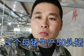 小猪出生后第一天，最全免疫保健程序视频封面