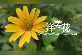在野外偶遇洋姜花，记得一定要仰望它，蓝天配黄花，治愈一切～视频封面