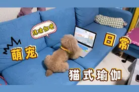 一只对着电脑学瑜伽的泰迪狗狗，有模有样的样子还真像回事！视频封面