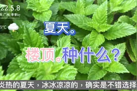 楼顶种菜|广东炎热的夏天，楼顶天台种什么菜？耐热耐高温视频封面