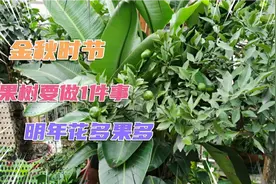 金秋时节，楼顶花园柠檬树长到2米高，为了明年给树“理个发”