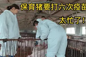 春哥每天都在打疫苗，保育猪每头打六次，你们保育猪打几次呢？视频封面
