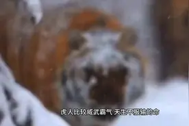 生肖虎与生肖兔的婚姻生活视频封面