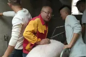抬不上架的公猪，养猪人真老火视频封面