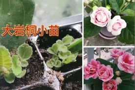 大岩桐扦插繁殖，只需要一片叶子分成三段，一断长出6棵小苗视频封面