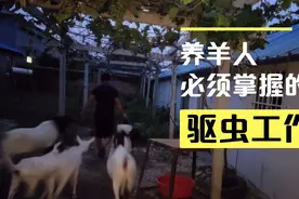 您的羊粪便里遇到过这种情况吗？老养羊人为什么说羊不能吃干麸皮视频封面