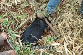 偶遇一只被捕兽夹夹住的小狗，好心救它狗主人以为我们是偷狗的！视频封面