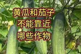 栽培茄子和黄瓜，不能和哪些作物靠的太近，这个要注意点，别忽视视频封面