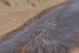 有人在自家花园拍下了未知圆形物体！相机拍下的12个惊人一幕！看视频封面