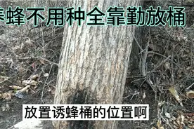 今天带领大伙去放诱蜂桶，看我选的地方如何，能来几群中蜂？视频封面