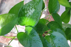 水培绿萝这样养护，生长旺盛，叶片 翠绿！视频封面