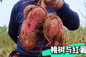 三年龄蜜桃地里套种红薯，效果相当好，能达到一举两得的效果！视频封面