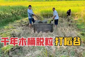 公公给亲家打稻谷，父子用千年木桶脱粒，这古老的打谷方式见过吗视频封面