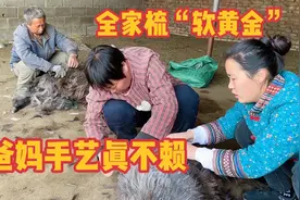拿着大铁梳收集“软黄金”，爸妈手脚利索技术真不赖，羊浑身是宝视频封面