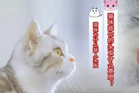 猫咪舔你的头发什么意思？视频封面