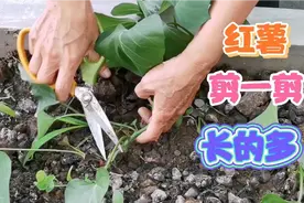 栽红薯苗活了以后，剪一剪，培上笼，红薯长的多，块长的大视频封面