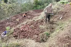 山坡地里采挖番薯（红薯），一年生草本，地下部分具圆形、椭圆视频封面