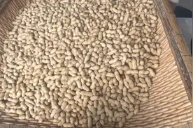 这个花生品种优良一颗秧子能长一百多个角它出油率高机器收不丢角视频封面