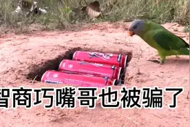 这种简易土坑竟然能5分钟捕获1只巧嘴八哥视频封面