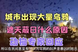 西宁出现大量乌鸦聚集，遮天蔽日，宛如电影里的场景，什么原因视频封面