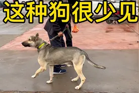 农村狗市：大爷牵来这条狗，引来一群人围观，这种狗确实很少见视频封面
