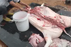 杀猪分猪份，218斤肉4150元。一头猪也就赚1000多块钱。视频封面