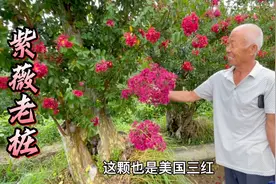 7月是紫薇花盛开的季节，大爷家的紫薇老桩能开三种颜色，真漂亮视频封面