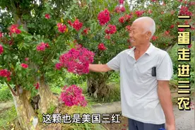 7月是紫薇花盛开的季节，大爷家的紫薇老桩能开三种颜色，真漂亮视频封面