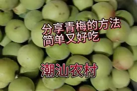 潮汕农村，分享腌制青梅的方法简单又好吃酸酸甜甜，好脆呀视频封面