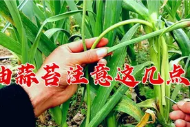 用这种方法抽蒜苔，蒜头长得大还高产，只需一枚钢钉搞定，很实用视频封面