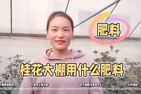桂花施什么肥料？冬季桂花如何施肥？视频封面