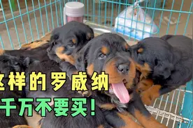 你知道我为啥说这狗不对吗 这种头版夸张的罗威纳 千万不要入手！视频封面