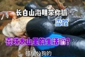 不是所有的蛤蟆都叫“雪蛤”视频封面