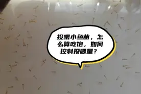 投喂小鱼苗，怎么算吃饱，如何控制投喂量？